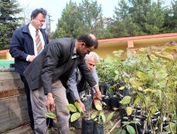 Kahramanmaraş’ta Cevize Yüzde 50 Hibe Desteği Sağlanıyor