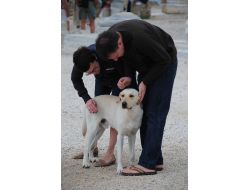 Manavgat'ta Sokak Köpekleri Başıboş Dolaşmayacak