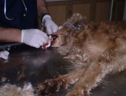 Sokak Köpeğinin Diş Tartarları Temizlendi