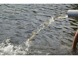 2 Milyon Yavru Alabalık Derelere Bırakıldı