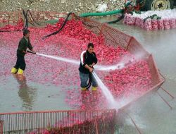 Turp Üreticileri Düşük Fiyatlardan Şikayetçi