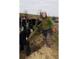 Türkiye'de Şahıs Tarlasına Fidan Dikim Uygulaması İlk Samsun'da Yapıldı