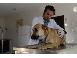 Konyaaltı'nda 3 Yılda 674 Köpek, 85 Kedi Sahiplendirildi