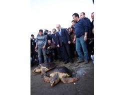 Bayraktar, Tedavi Edilen Carettaları Denize Bıraktı!