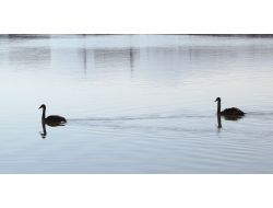 Kuğular Ordu'yu Mesken Tuttu