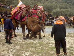 Kuşadası'nda Develer Vatandaşı Hastanelik Etti