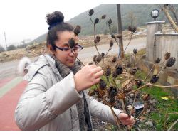 Servergazi Öğrencisi, Kokar Ottan Organik Böcek İlacı Yaptı