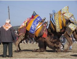 Burhaniye Arenasına 100'ün Üzerinde Deve Katılacak.