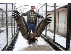 Askerler Tarafından Bulunan Akbaba Tedavi Altına Alındı