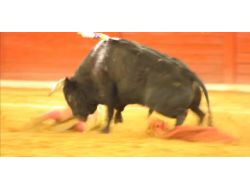 Öfkeli Boğa Matadoru Yerden Yere Vurdu