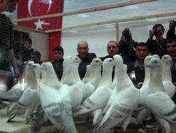 Güvercin Sevenler Osmaniye'de Buluştu