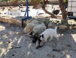 Yavru Kediye Köpek Annelik Yapıyor