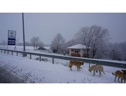 Anadolu Yakası Da Beyaza Büründü!