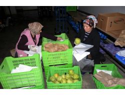 Zirai İlaç Kalıntısı Analizi Yapan Cihaz Samsun'da Hizmete Girdi