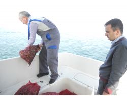 2 Ton Akivadese El Koyuldu!