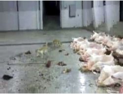 Belediye Mezbahasındaki Etleri Kediler Yiyor