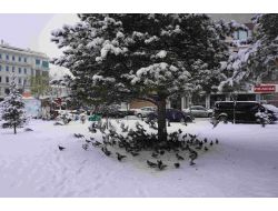 Güvercinlerin İmdadına Hayırseverler Yetişti