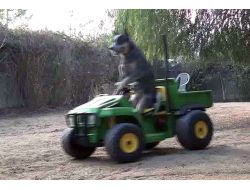 DİREKSİYONDA KÖPEK VAR!