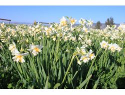 Türkiye’nin Bir Çok Yeri Kışa Teslim Olurken, Silifke’de Nergisler Çiçek Açtı