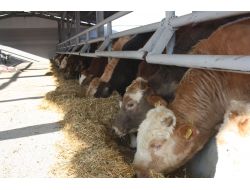 Tkdk Hibe Ödemelerine Başlıyor!