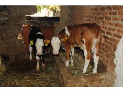 Masüb, Donmaya Bağlı Buzağı Ölümlerine Karşı Yetiştiricileri Uyardı