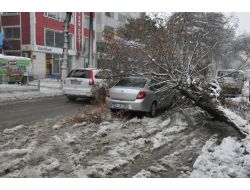 Fırtına, Tatvan’da Ağaçları Kökünden Söktü, Çatıları Uçurdu