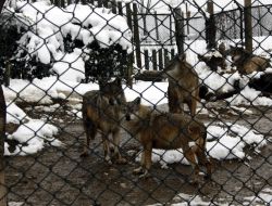 Hayvanat Bahçesi Sakinleri, Meyve Kokteyli İle Enerji Depoluyor