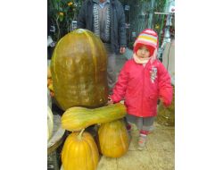 Ordu'nun Dev Bal Kabağı Görenleri Şaşırtıyor