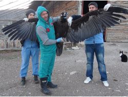 Nesli Tükenmek Üzere Olan Kara Akbaba, Lisinia’da