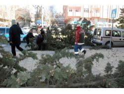 Fırtına Ağaçları Kökünden Söktü