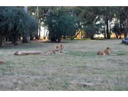 ZAMBİYA, ASLAN AVINI YASAKLADI!