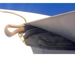 Havadaki Uçağın Kanadında Dev Piton Yılanı!