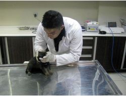 Keçiören Belediyesi Sokak Hayvanlarına Sahip Çıkıyor