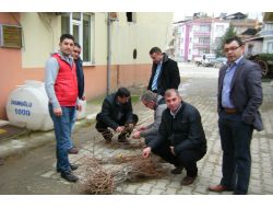 Vezirköprü'de 20 Bin Üzüm Fidanı Toprakla Buluştu