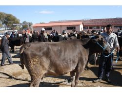 Elbistan'da Karantina Sona Erdi