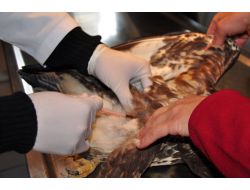 Emniyetin Camı Çarparak Yaralanan Şahin, Tedavi Altına Alındı