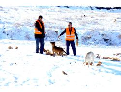 Mamak Belediyesi, Kış Nedeniyle Sokak Hayvanlarına Yiyecek Bırakıyor
