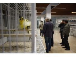 Türkiye'nin En Güzel Kuşları Belirlendi