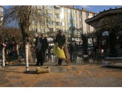 Çorum'da Kuşlar İçin Çeşitli Yerlere Yem Koyuldu