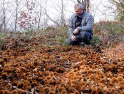 Kestane Şekeri İle Ünlü Bursa’ya 100 Bin Kestane Fidanı Dikilecek