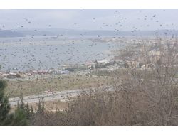 Çanakkale’de Sığırcık Kuşları Gösterisi