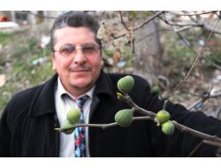 İncir Ağacı, Kış Ortasında Meyve Verdi