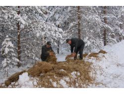 Kar Nedeniyle Besinsiz Kalan Yaban Hayvanları İçin Doğaya 3 Ton Yem Bırakıldı