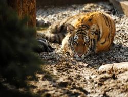 Rusya'da Tır'la Taşınan 8 Kaplan Ve Bir Aslan Yolda Öldü