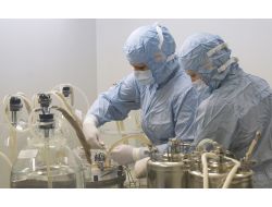 Rusya'da Domuz Gribi Vakası