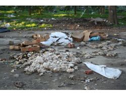 İzmir'in Merkezinde Tonlarca Hayvan Leşi Ortalığa Atıldı