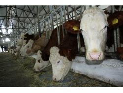 İthal Samana Kilogram Başına 25 Kuruş Destek Geldi, Talepler Bekleniyor