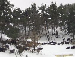 Saman Sıkıntısı Çeken Vatandaşlar Karda Kışta Hayvanlarını Dışarda Otlatıyor