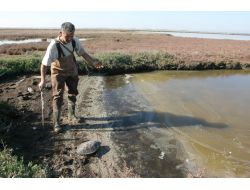 Dalyandan Çıkışı Engellenen Caretta Carettalar, Dönüş Yolunda Telef Oldu (Özel)