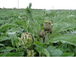 Kktc Enginarı Marka Haline Gelecek